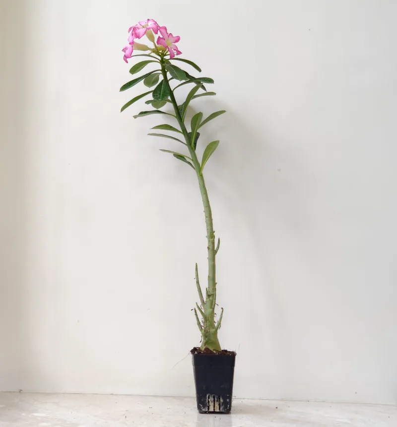 Adenium Flower Plant 8.5 cm pot