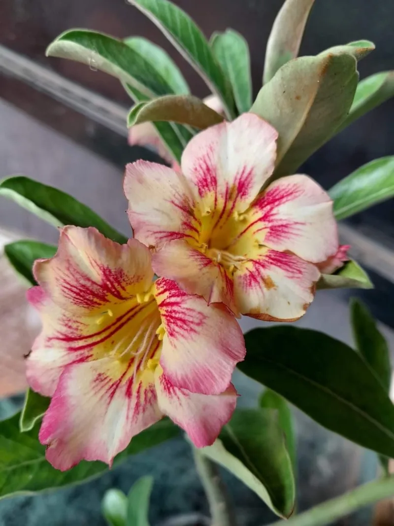 Adenium Flower Plants 15 cm pot