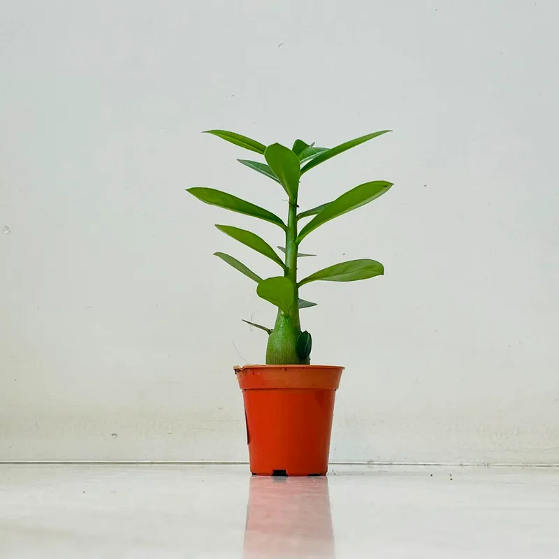 Adenium Plant