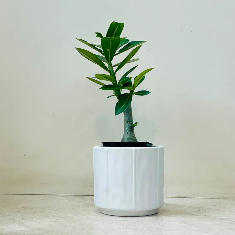 Adenium Plant In Ceramic Pot