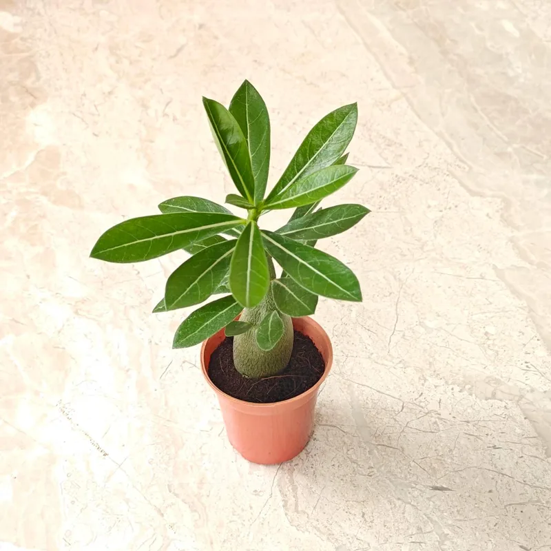 Adenium Plants 5.5 cm pot