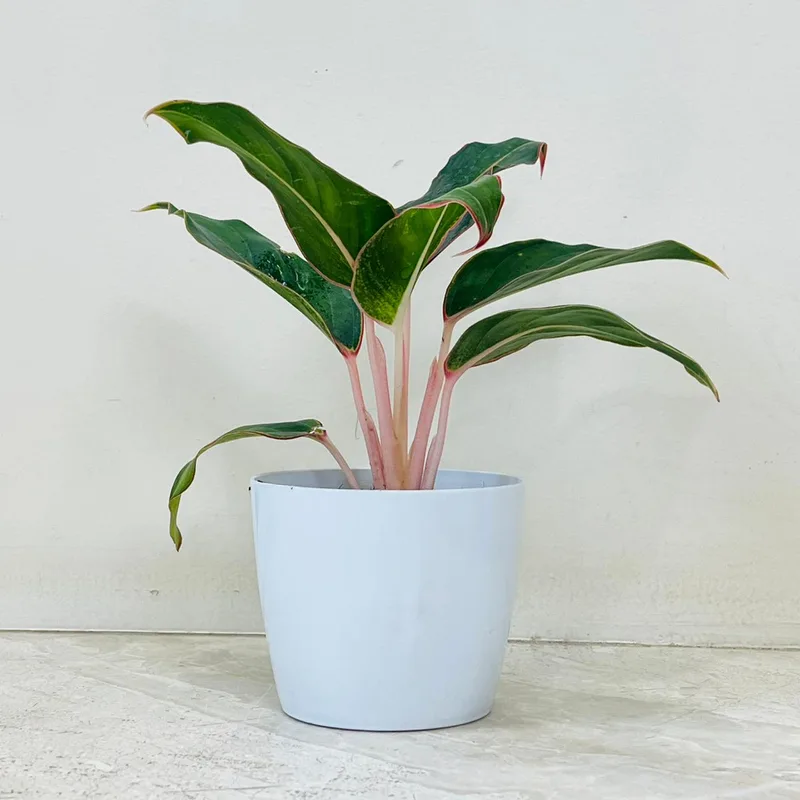 Aglaonema Green Lipstick Plant In Plastic Pot