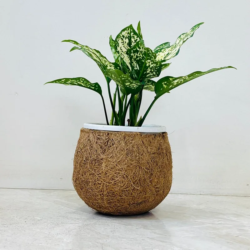 Aglaonema Snow White Plant In Coir Pot
