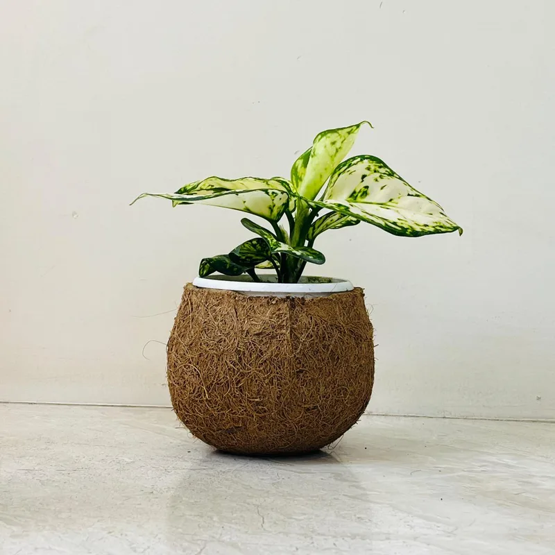 Aglaonema Super White Plant In Coir Pot