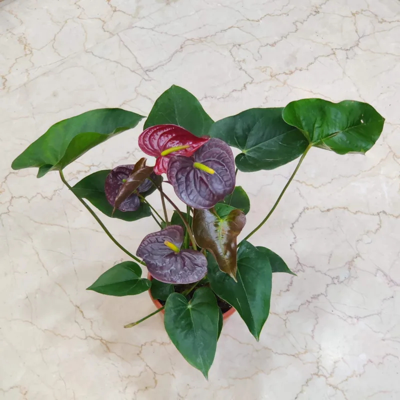 Anthurium Black Plants 15 cm pot