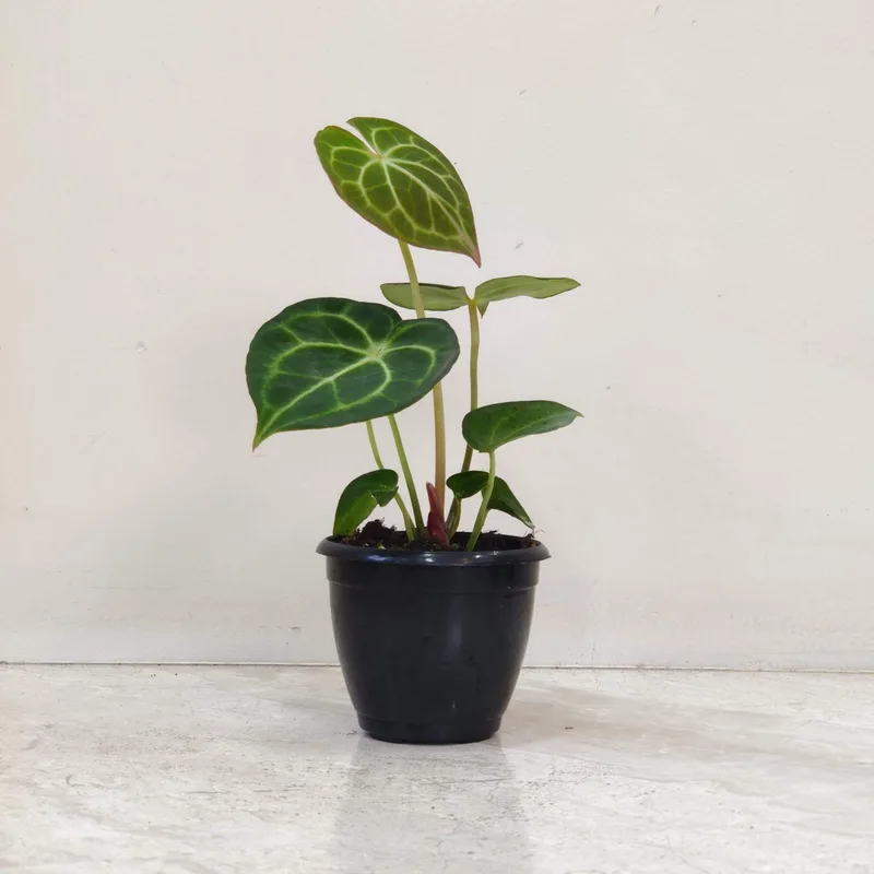 Anthurium Clarinervium 8.5 cm pot
