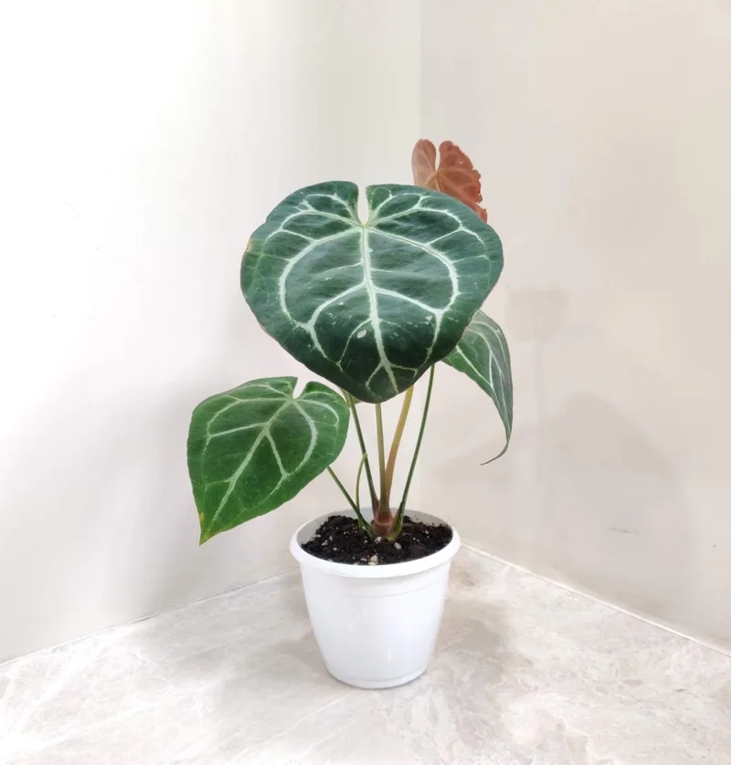 Anthurium Crystallinum Silver 12 cm pot