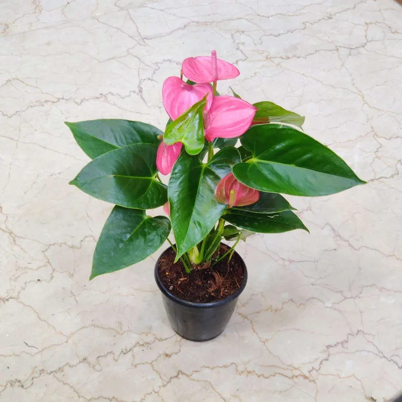 Anthurium Dark Pink Plants 12 cm pot