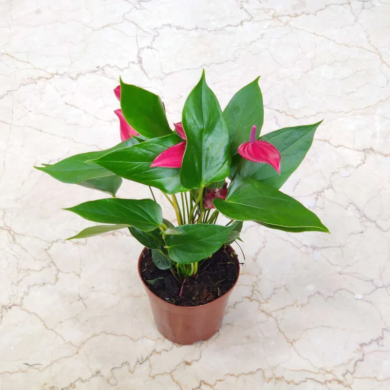 Anthurium Dark Red Plants Mini 12 cm pot