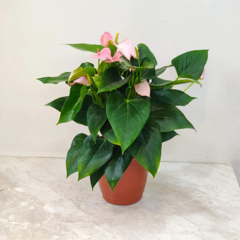 Anthurium Iight Pink Plants 15 cm pot
