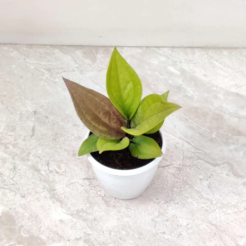 Anthurium Jenmanii Gold Plants 8.5 cm pot