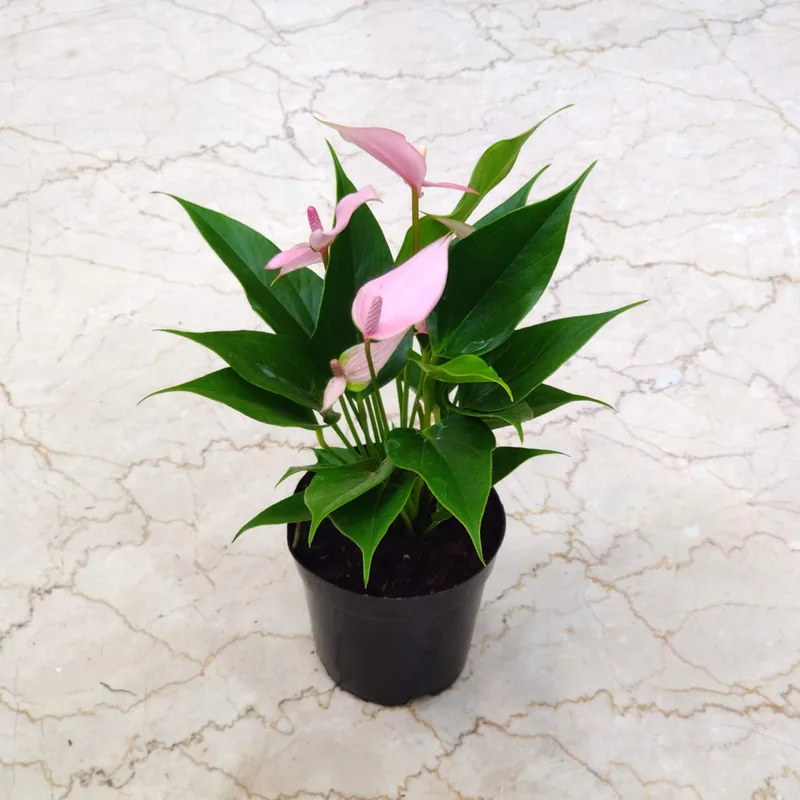Anthurium Light  Pink Plants  Mini 12 cm pot