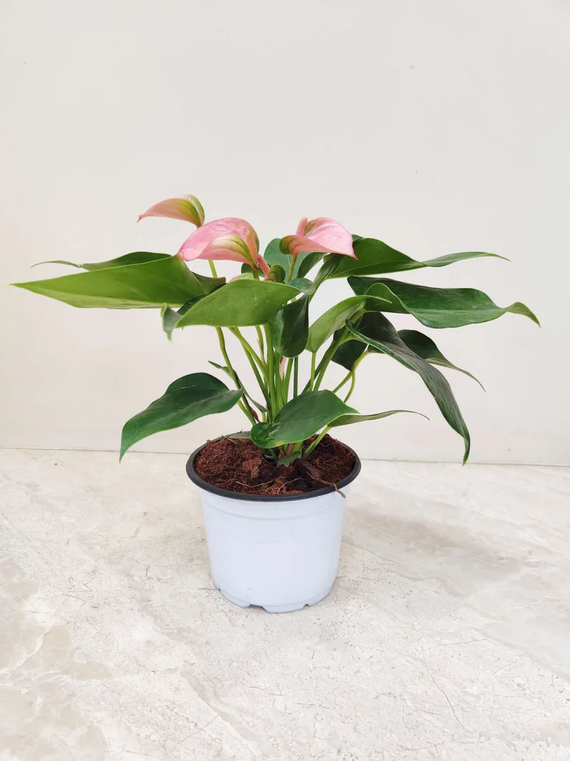 Anthurium Pink 12 cm pot