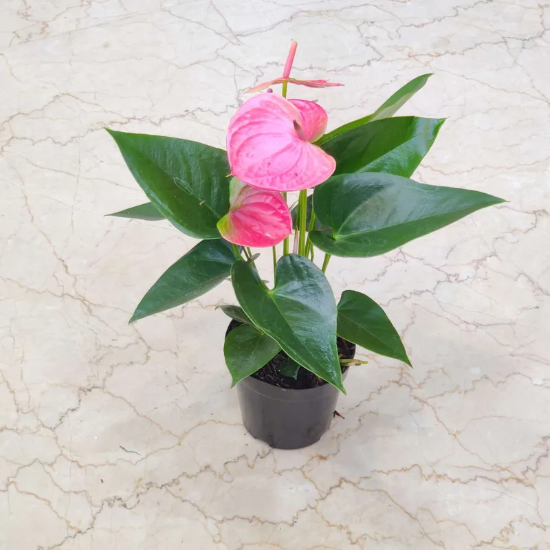Anthurium Pink Plants 12 cm pot