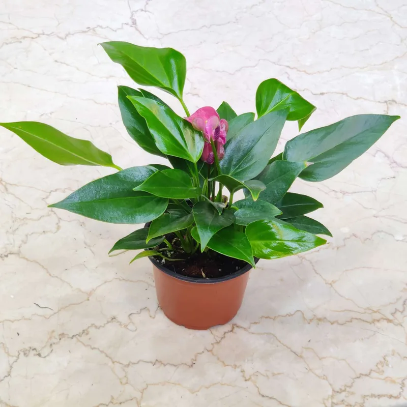 Anthurium Purple Plants 12 cm pot