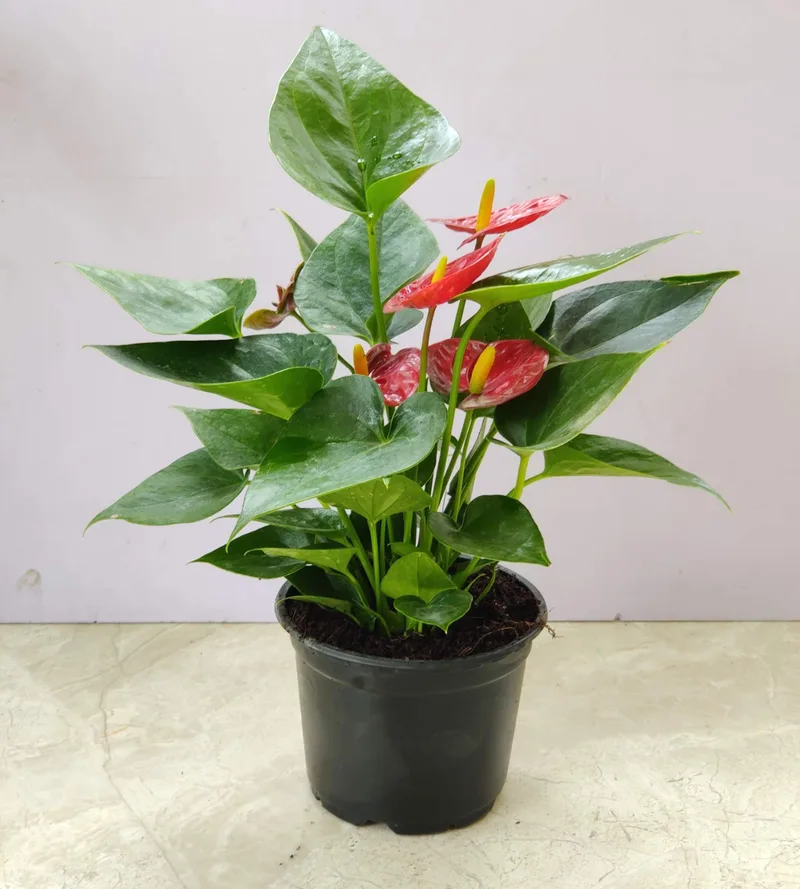 Anthurium Red 12 cm pot