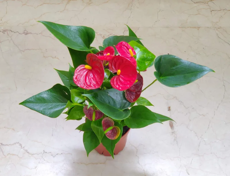 Anthurium Red 12 cm pot