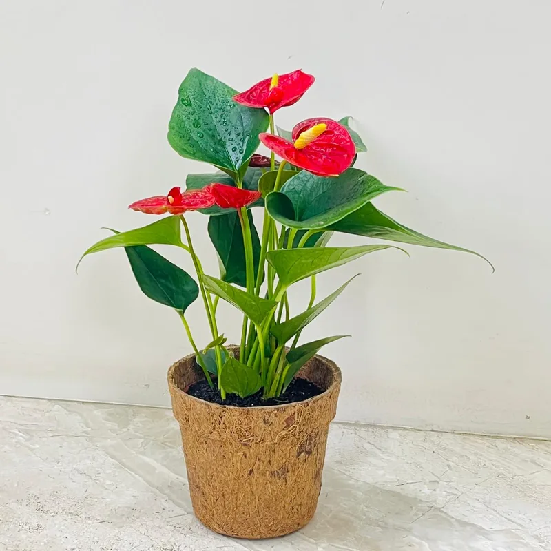 Anthurium Red Plant In Coir Pot