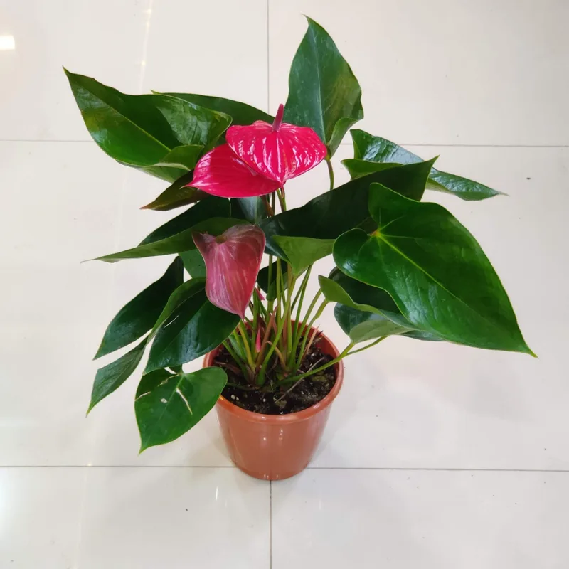 Anthurium Red Plants 15 cm pot