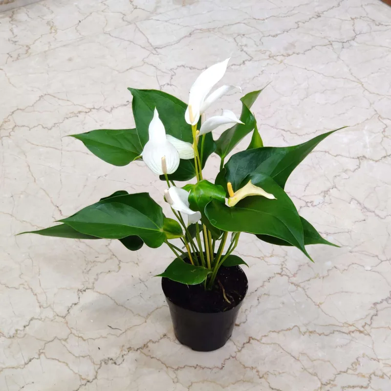 Anthurium White plants Mini 12 cm pot