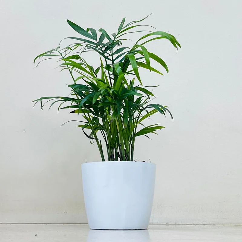 Bamboo Plam In  Plastic Pot