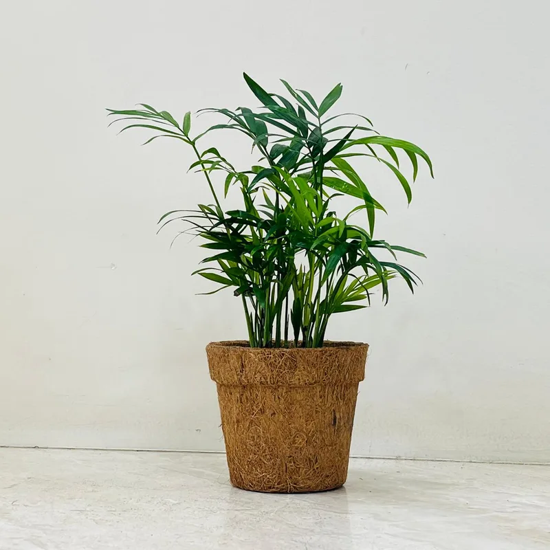Bamboo Plam Plant In Coir Pot