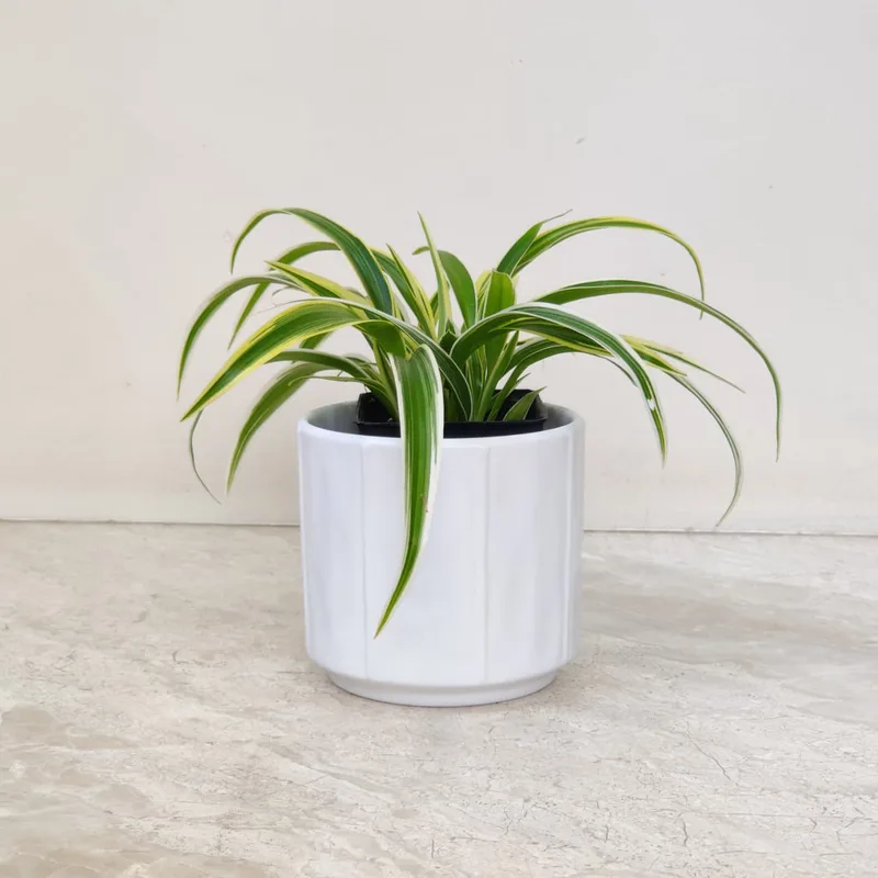 Chlorophytum Plant In White Ceramic Pot