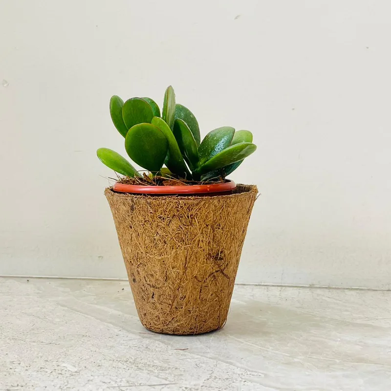 Crassula Plant In Coir Pot