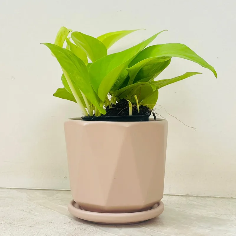 Golden Money Plant In Ceramic Pot