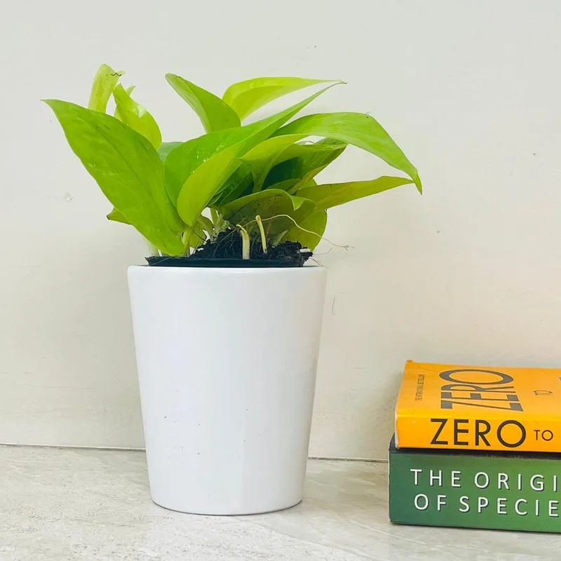 Golden Money Plant In Ceramic Pot