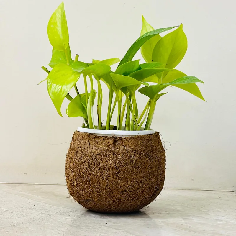 Golden Money Plant In Coir Pot