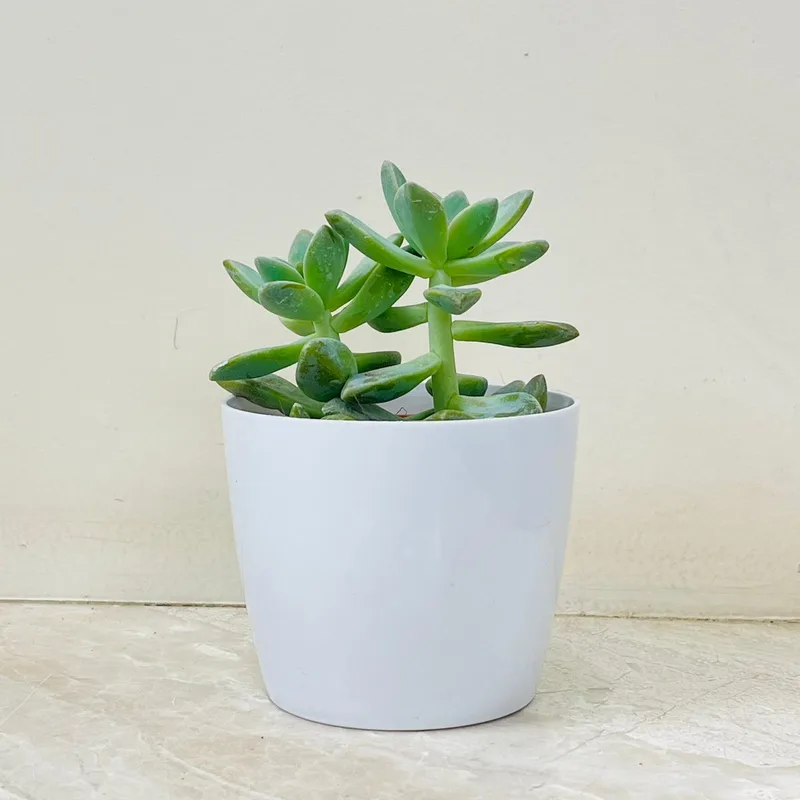 Graptopetalum  Succulent In Plastic Pot