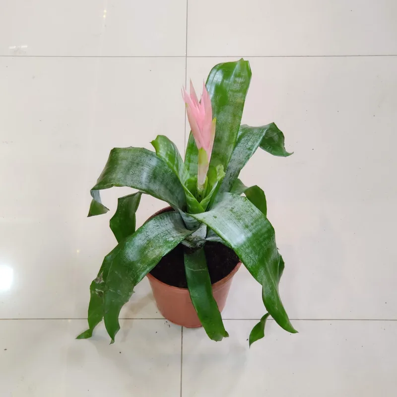 Guzmania  plants 15 cm pot