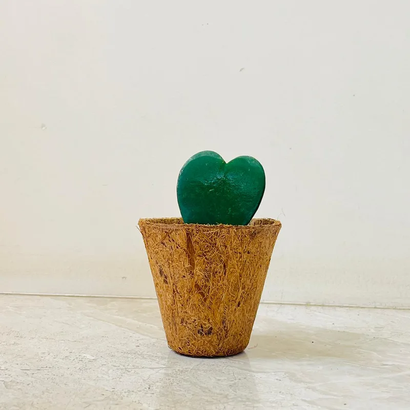 Hoya Heart In Coir Pot