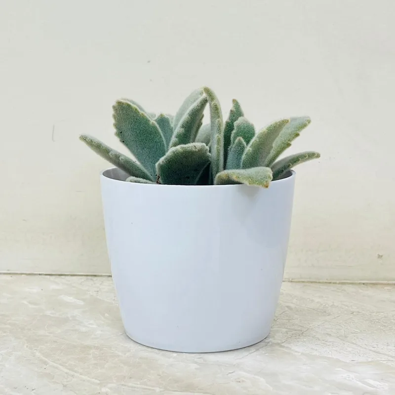 Kalanchoe Succulent In Plastic Pot