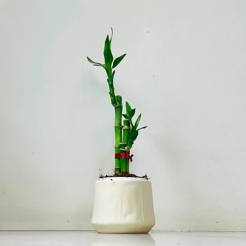 Lucky Bambo Plant Ceramic Pot