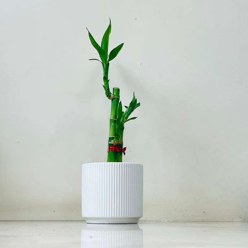 Lucky Bambo Plant In Ceramic Pot