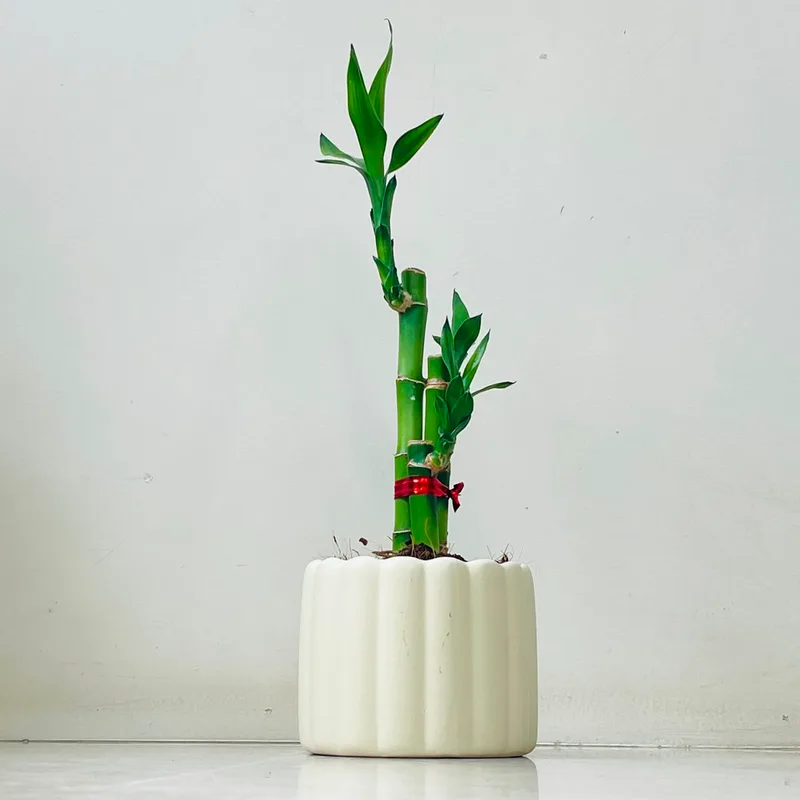 Lucky Bambo Plant In Ceramic Pot