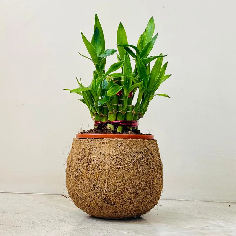 Lucky Bambo Plant In Coir Pot
