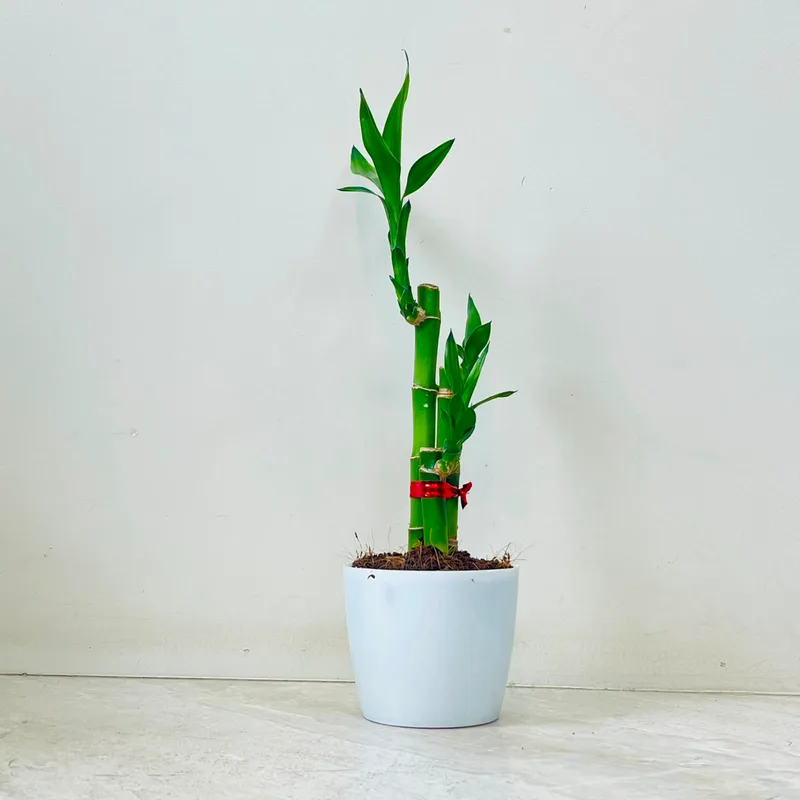 Lucky Bambo Plant In Plastic Pot