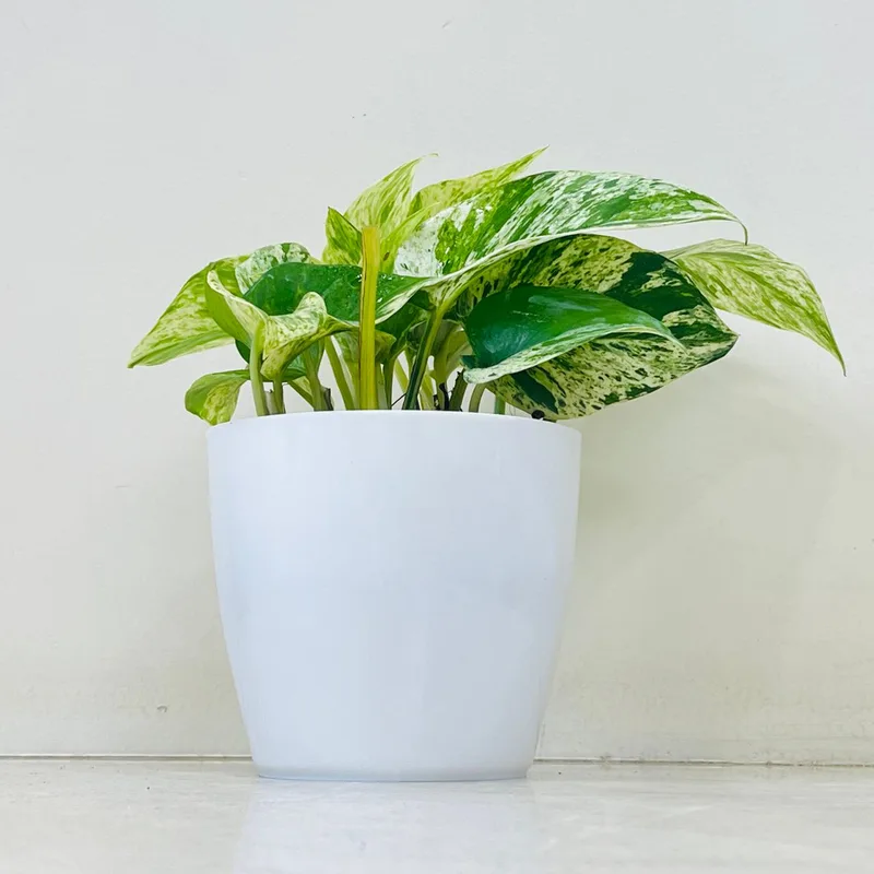 Marbal Money Plant In Plastic Ceramic Pot