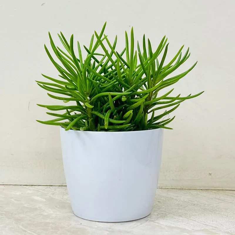 Senecio  Succulent In Plastic Pot
