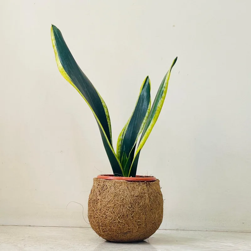 Snake Plant In Coir Pot