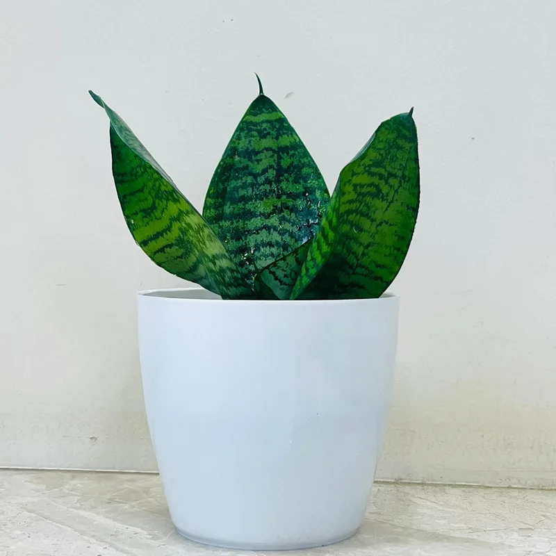 Snake Plant In Plastic Pot
