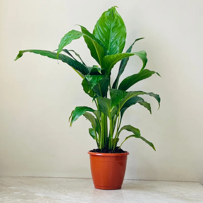 Spathiphyllum 12 cm pot