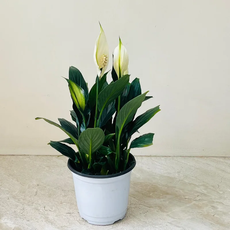 Spathiphyllum 'Crown' 12 cm pot