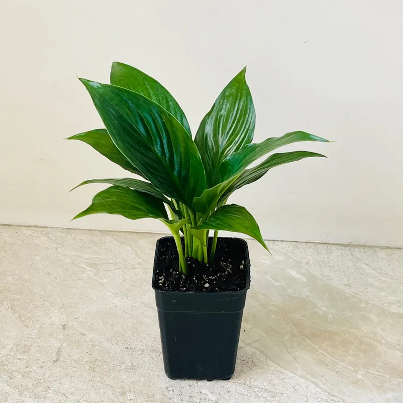 Spathiphyllum 'Crown' 8.5 cm pot