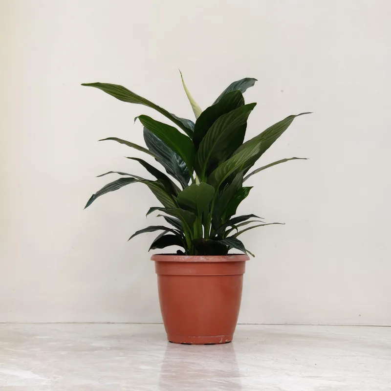 Spathiphyllum Crown Plant 15 cm pot
