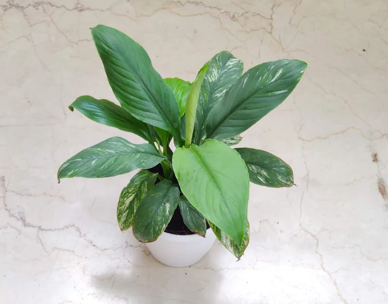 Spathiphyllum 'Jessica' 12 cm pot