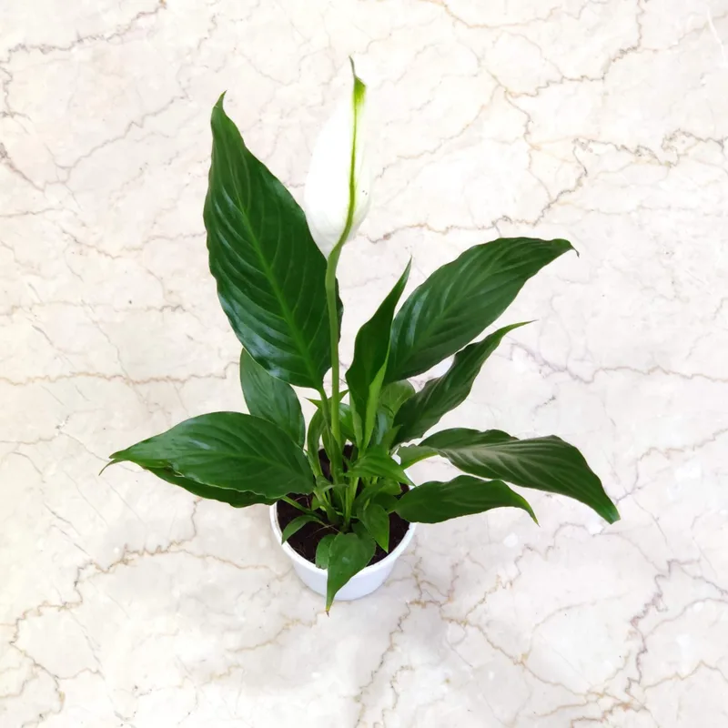 Spathiphyllum Plant 10 cm pot